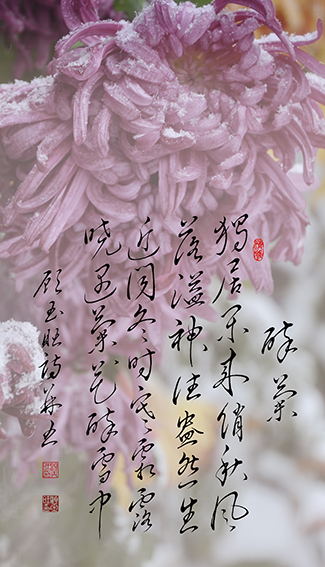 顾玉旺作品《醉菊》独居闲来俏秋风，落溢神往盎然生。近闻冬时寒霜露，晓遇菊花醉雪中。.jpg